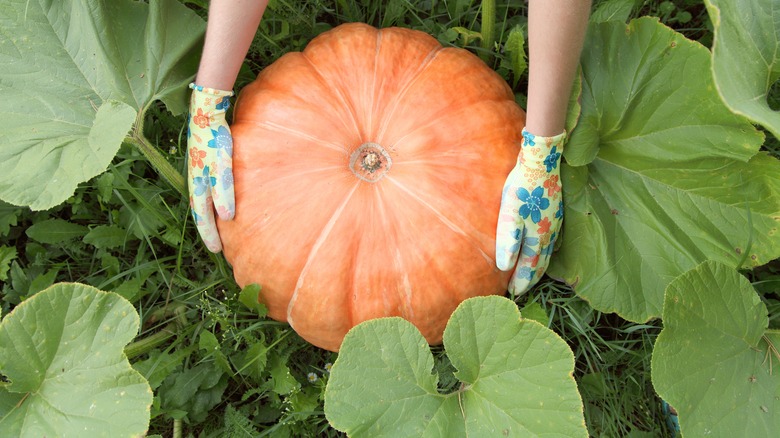 Gardener's hands holding pumpkin