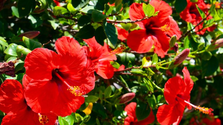 red hibiscus flower