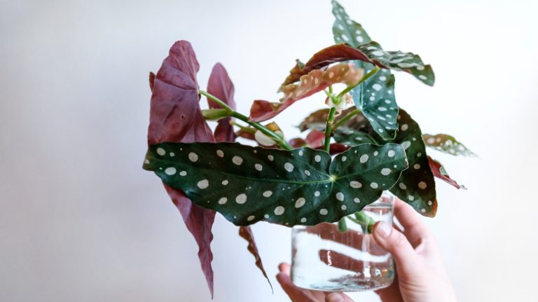 begonia cuttings in water