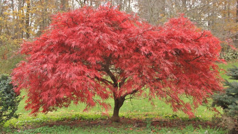 Japanese maple growing in backyard