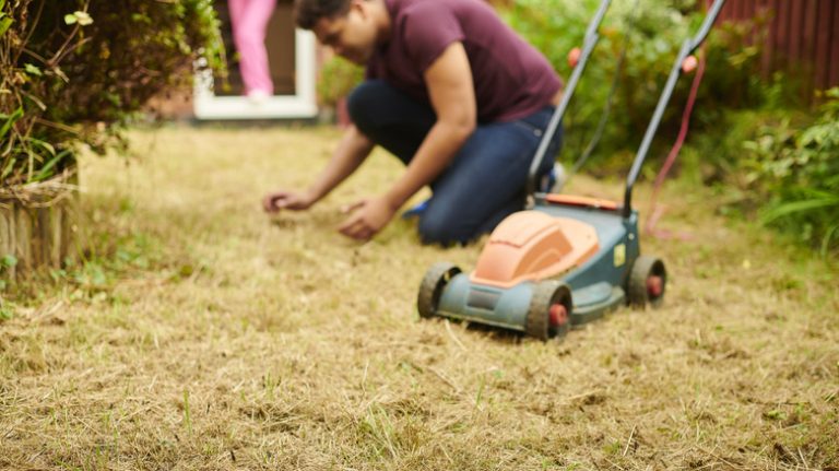 Man inspects dead grass