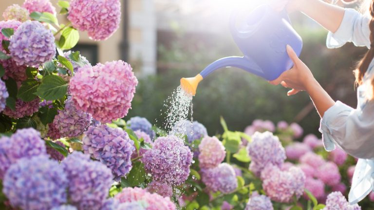 woman watering hydrangeas in the sun