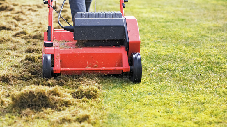 Dethatching using an electric dethatcher