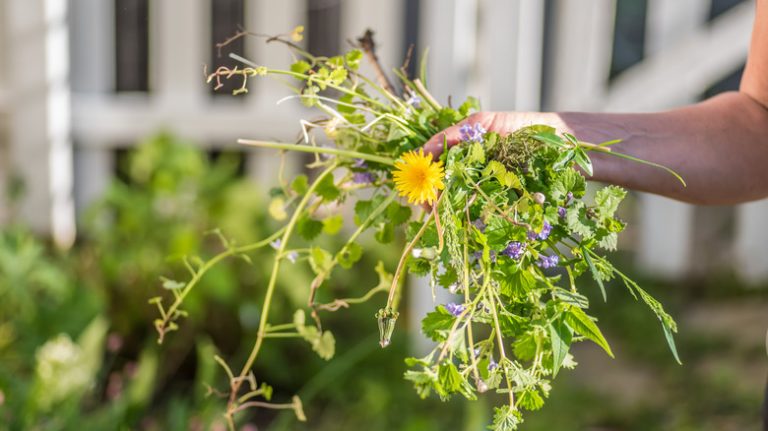 gardener's hand full of weeds