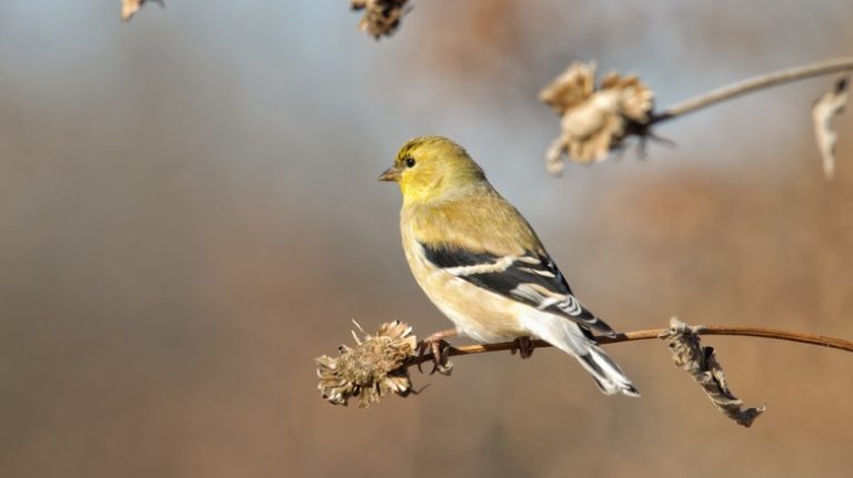 American Goldfinch on dried plant