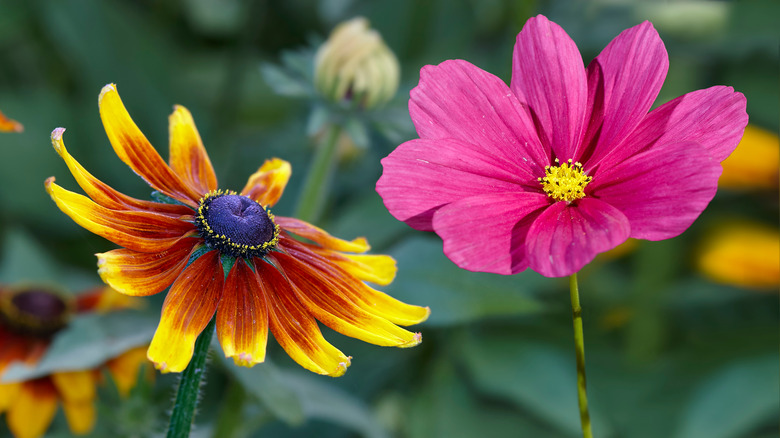 cosmos and black-eyed susan flowers