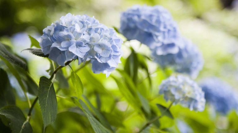 blue hydrangea