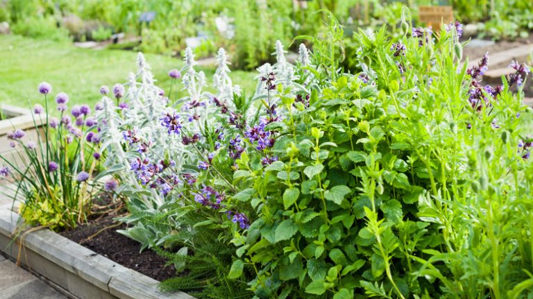 Thriving garden with many plants