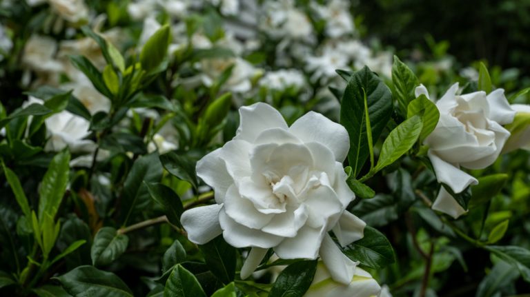 Gardenia growing in garden