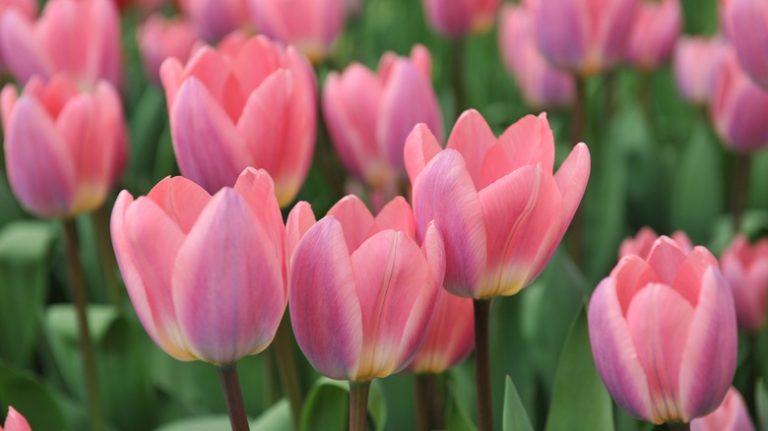 pink tulips