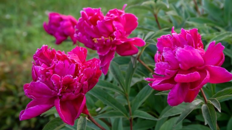 pink peonies