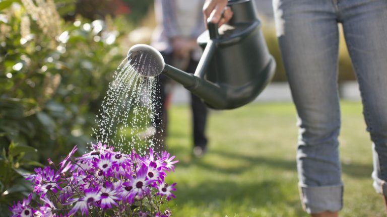 Woman waters flowers in garden