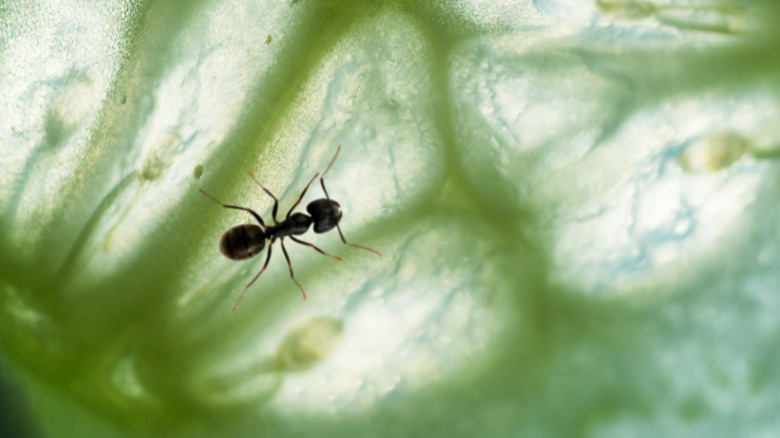 ant on a cucumber slice