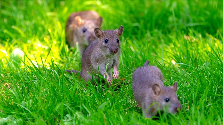 rats running through grass