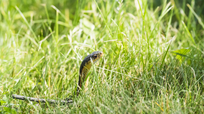 Yard snake with house view