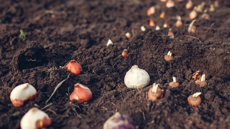 Various plant bulbs in soil