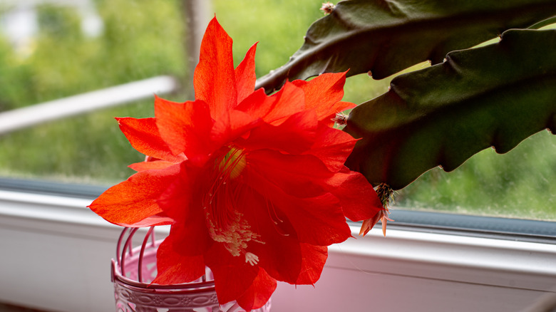 Caring for a Red Orchid Cactus: Tips and Tricks - Global Ideas