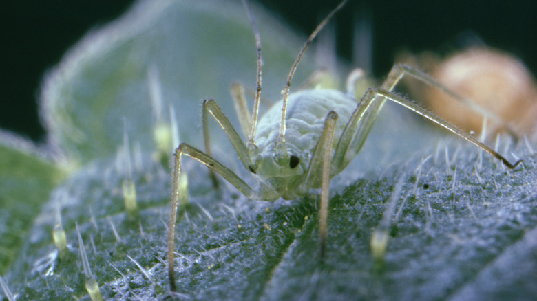 Close-up of aphid on leaf