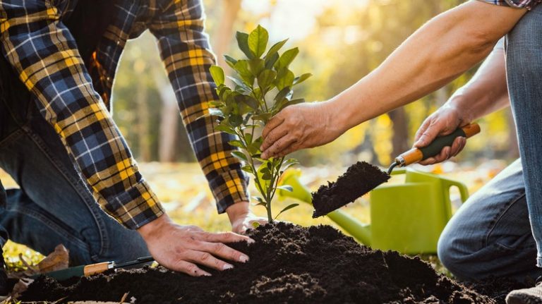 People planting a tree