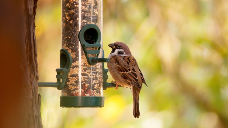 bird eating from bird feeder
