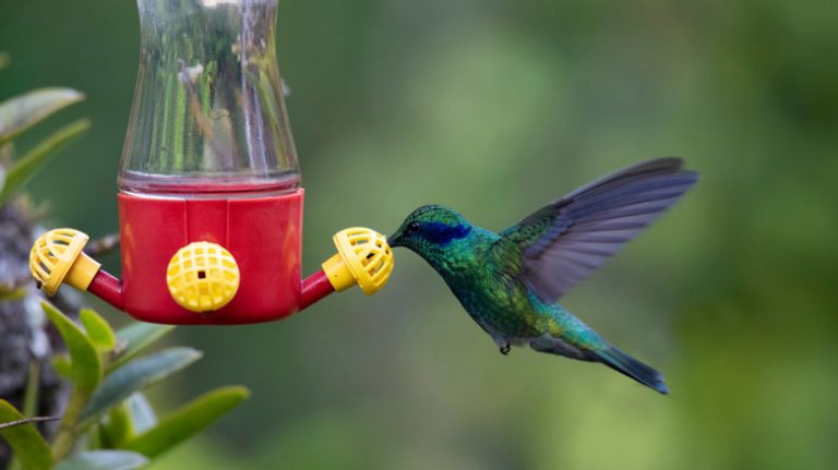 Hummingbird drinking from birdfeeder