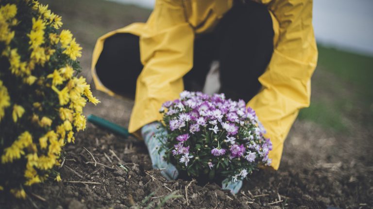 Planting chrysanthemums