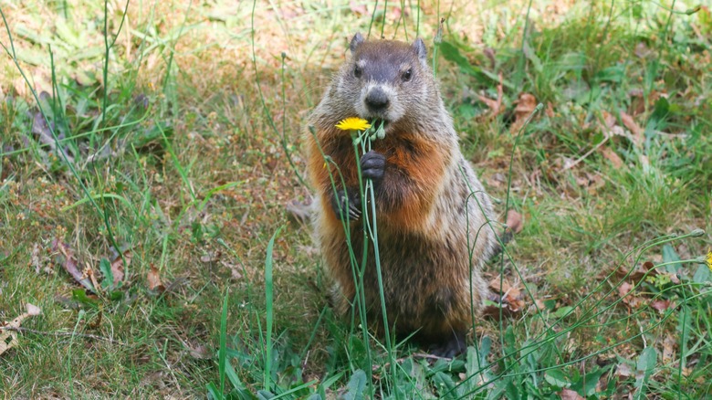 groundhog in grass