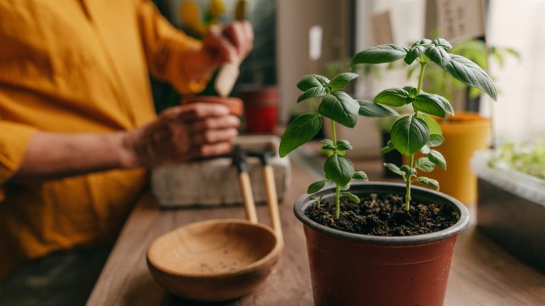 woman potting basil plant