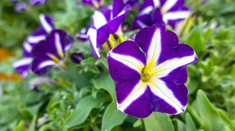 Purple white petunias close up