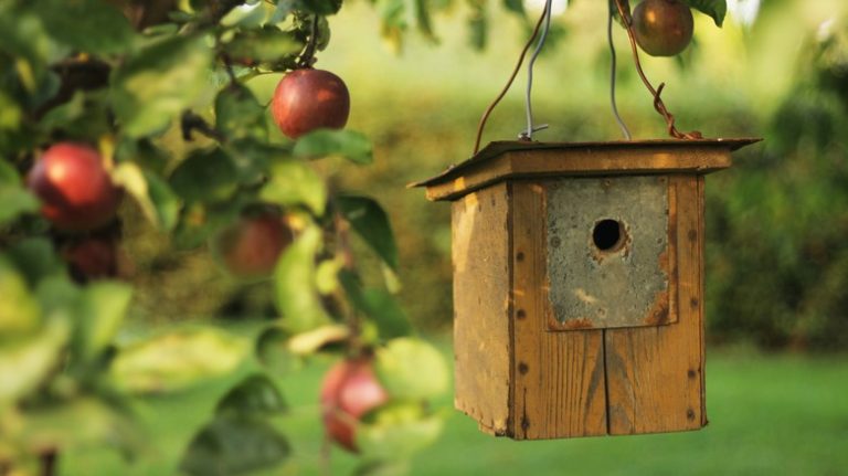 birdhouse hanging from tree