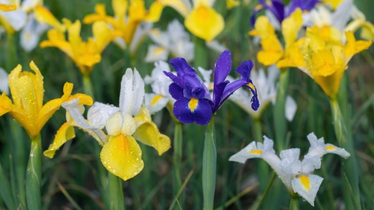 different types of blooming irises