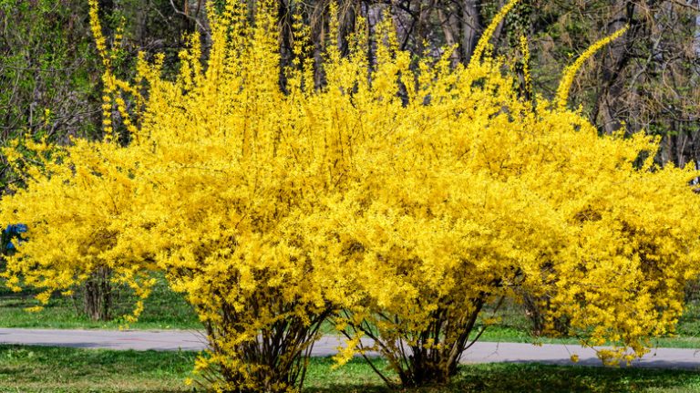 Blooming forsythias in garden