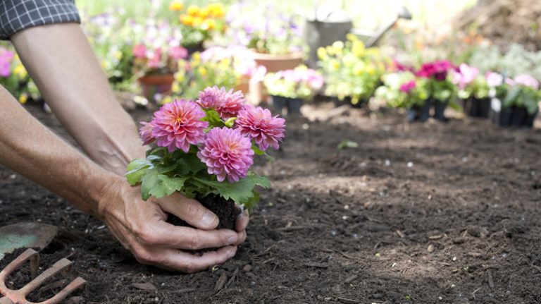 Hands planting pink dahlias