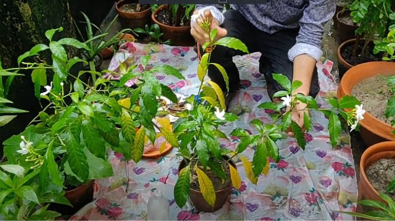 Jasmine with yellow leaves