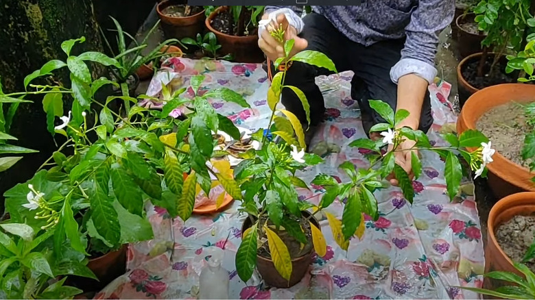 Jasmine with yellow leaves