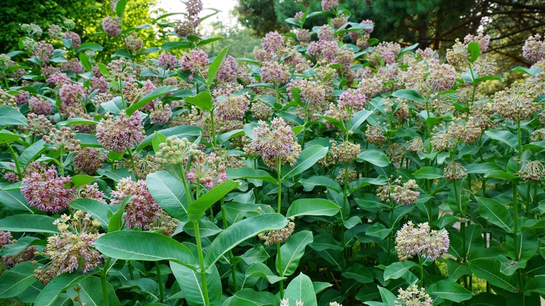 milkweed in garden