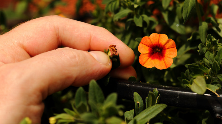 pruning orange petunia