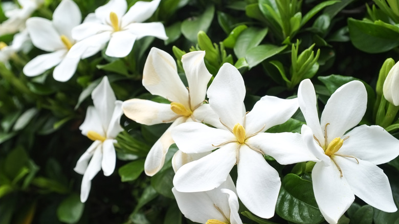 Gardenia in garden