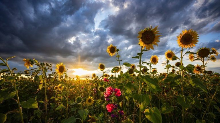 Sunflowers beneath a stormy sky