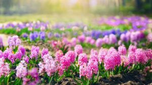 Flower beds of hyacinths