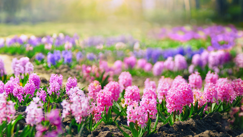 Common Mistakes To Avoid When Planting Hyacinths - Global Ideas