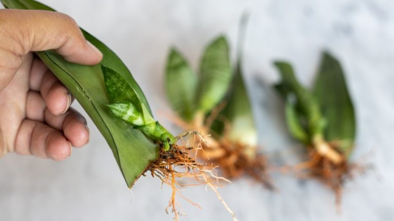 snake plants cuttings with roots