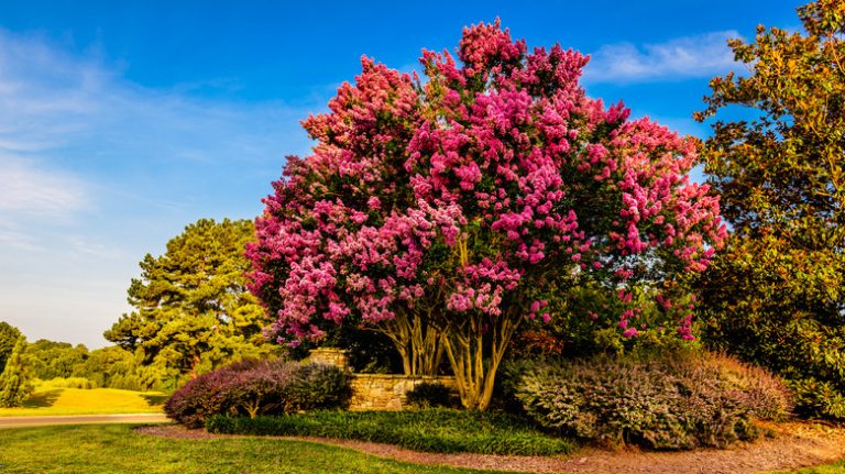 Pink blooming crepe myrtle tree