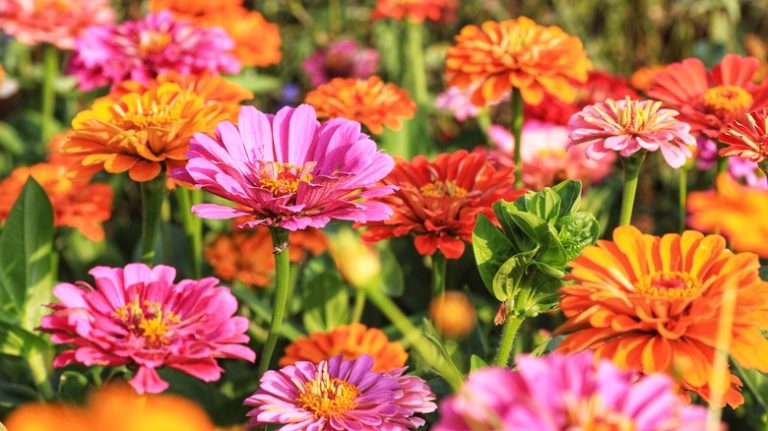 Zinnias growing in garden