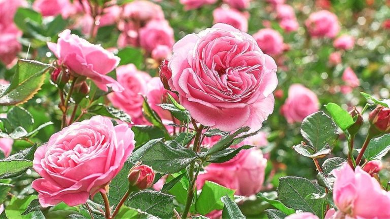 Roses blooming in garden