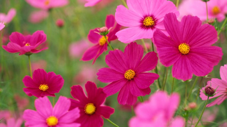 Cosmos flowers in country garden