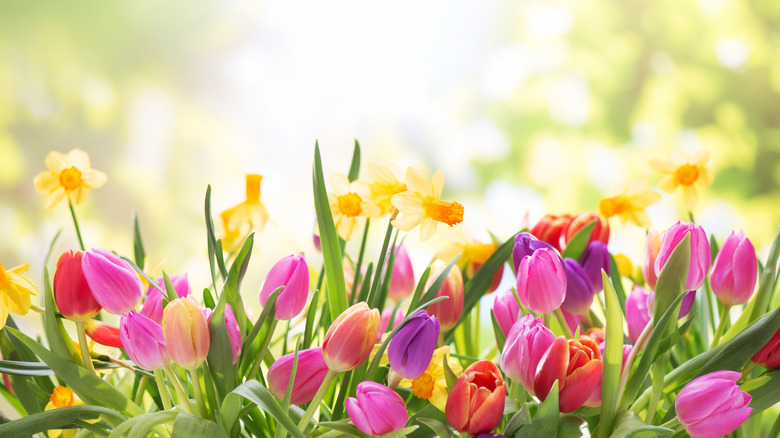 flowering tulips and daffodils