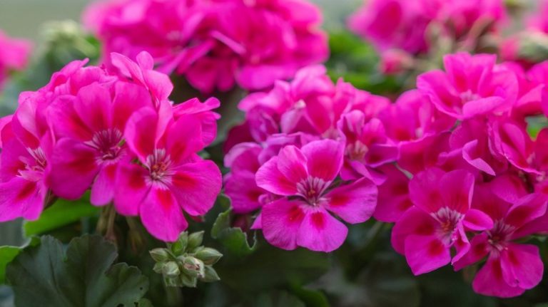 close up fuchsia geranium flowers