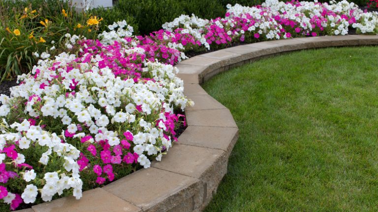 petunias in flower garden