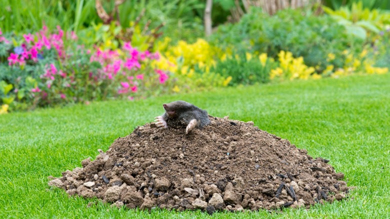 mole in the garden